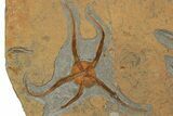 Pair Of Large, Ordovician, Fossil Brittle Stars (Ophiura) - Morocco #189663-2